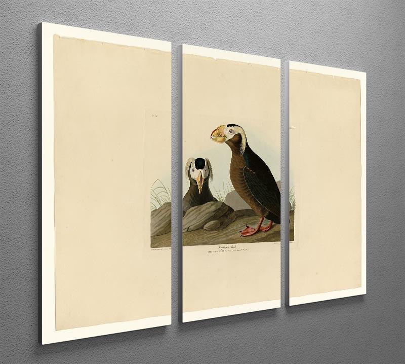 Tufted Auk by Audubon 3 Split Panel Canvas Print - Canvas Art Rocks - 2