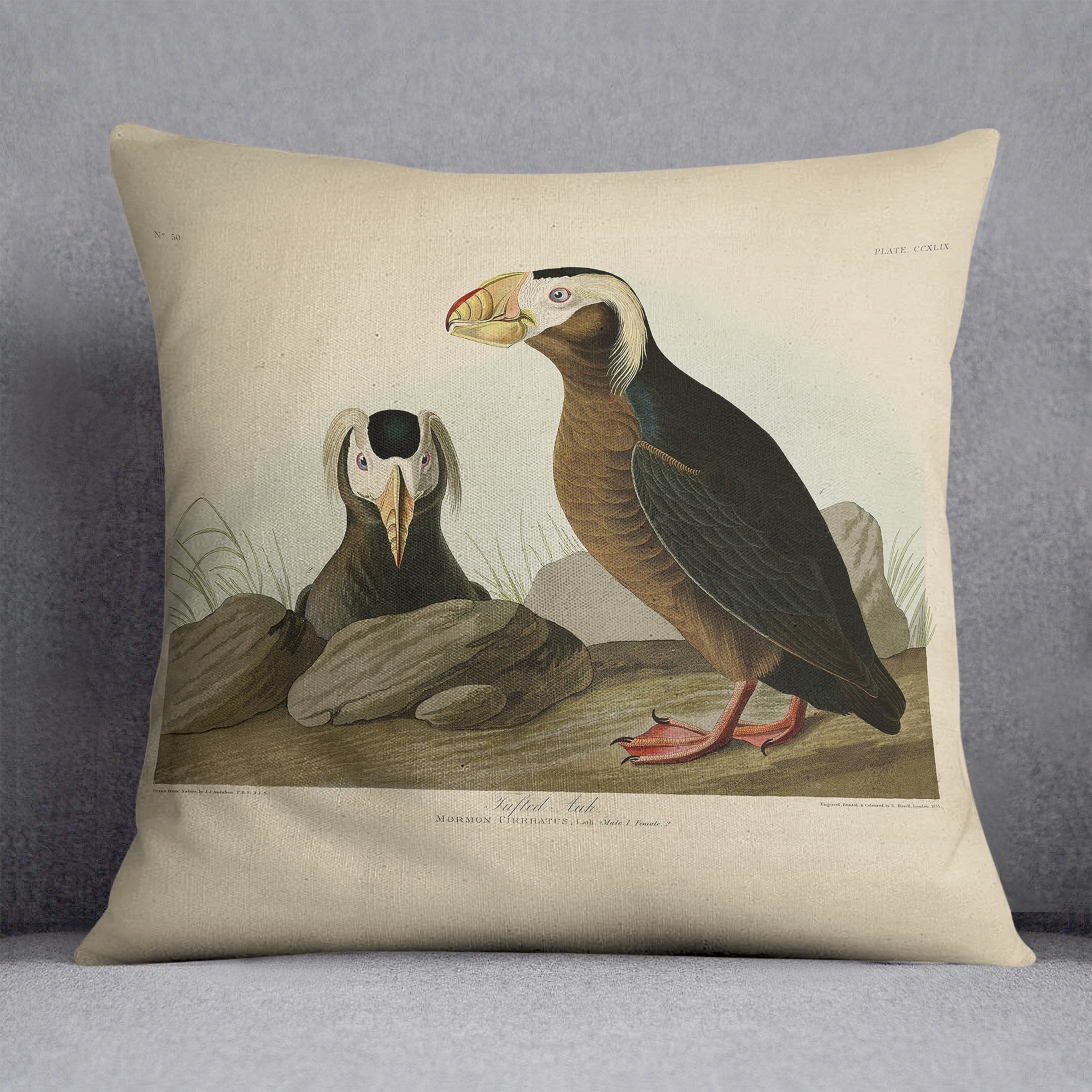 Tufted Auk by Audubon Cushion