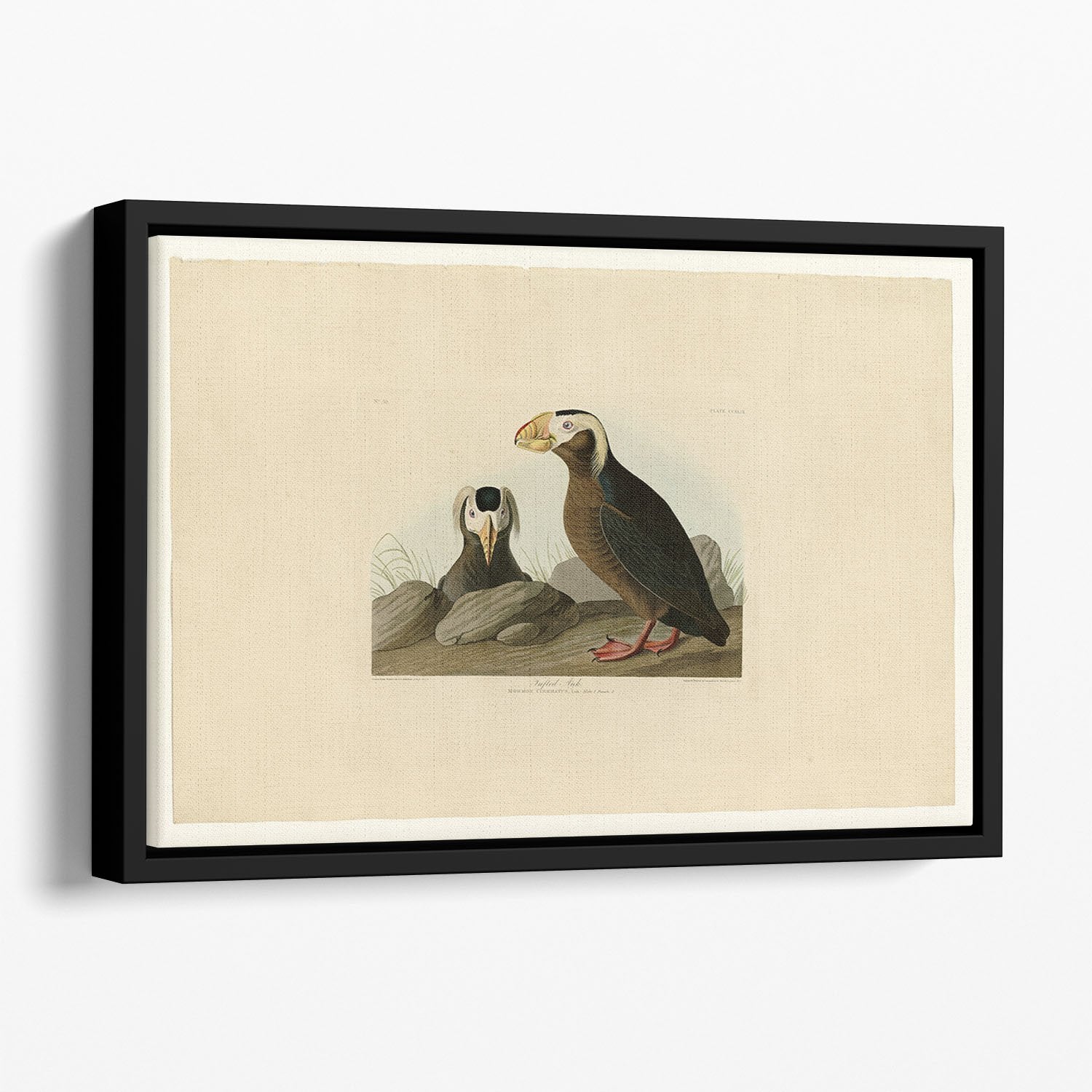 Tufted Auk by Audubon Floating Framed Canvas