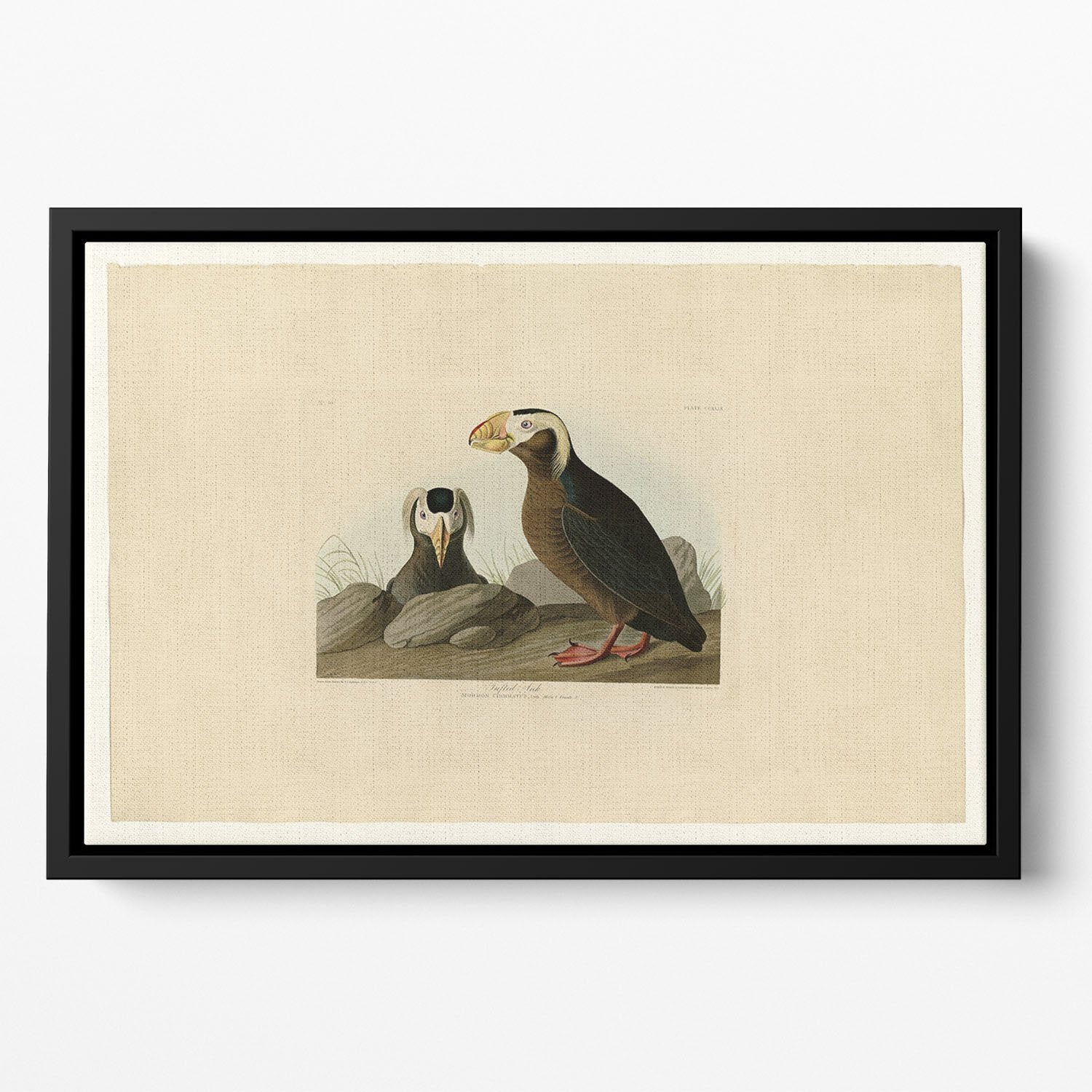 Tufted Auk by Audubon Floating Framed Canvas