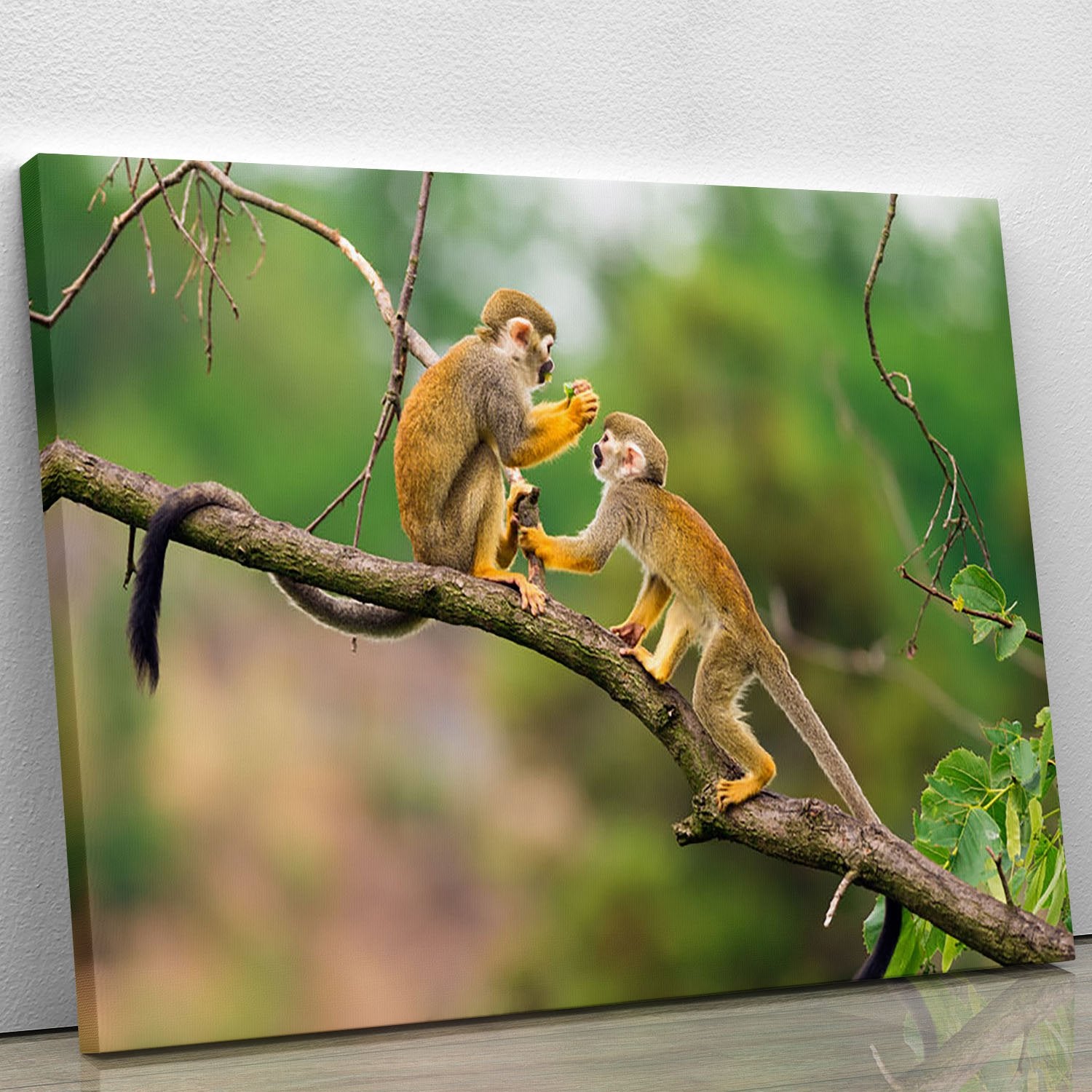 Two common squirrel monkeys Canvas Print or Poster