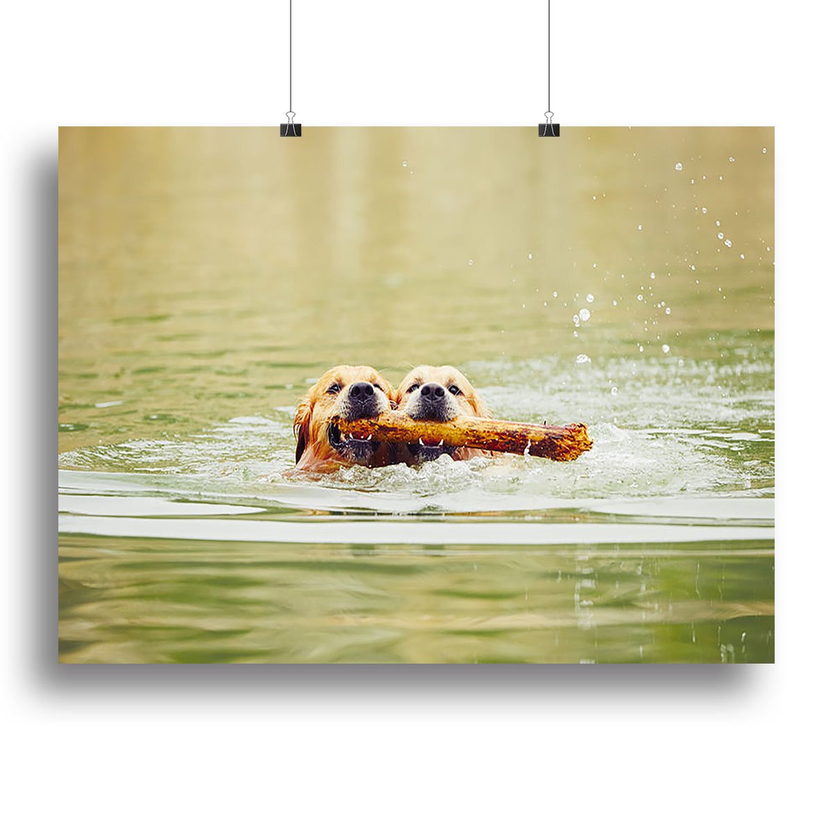 Two golden retrievers dogs are swimming with stick Canvas Print or Poster