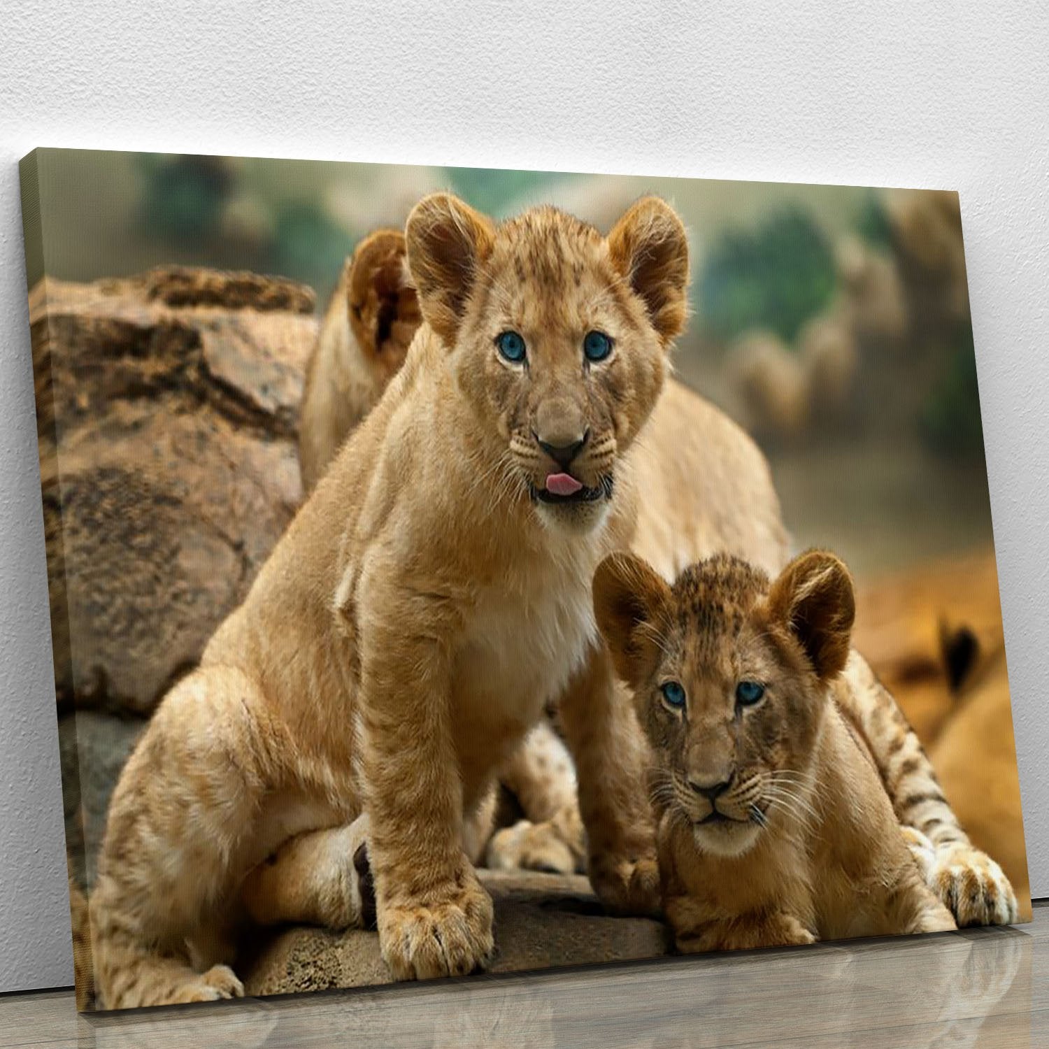 Two little Lion Cubs looking at something Canvas Print or Poster