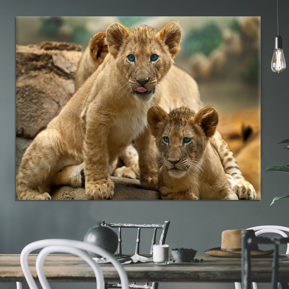 Two little Lion Cubs looking at something Canvas Print or Poster