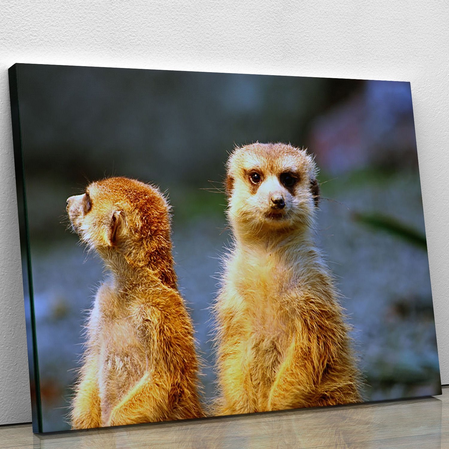 Two meerkats watching over their family in zoo Canvas Print or Poster