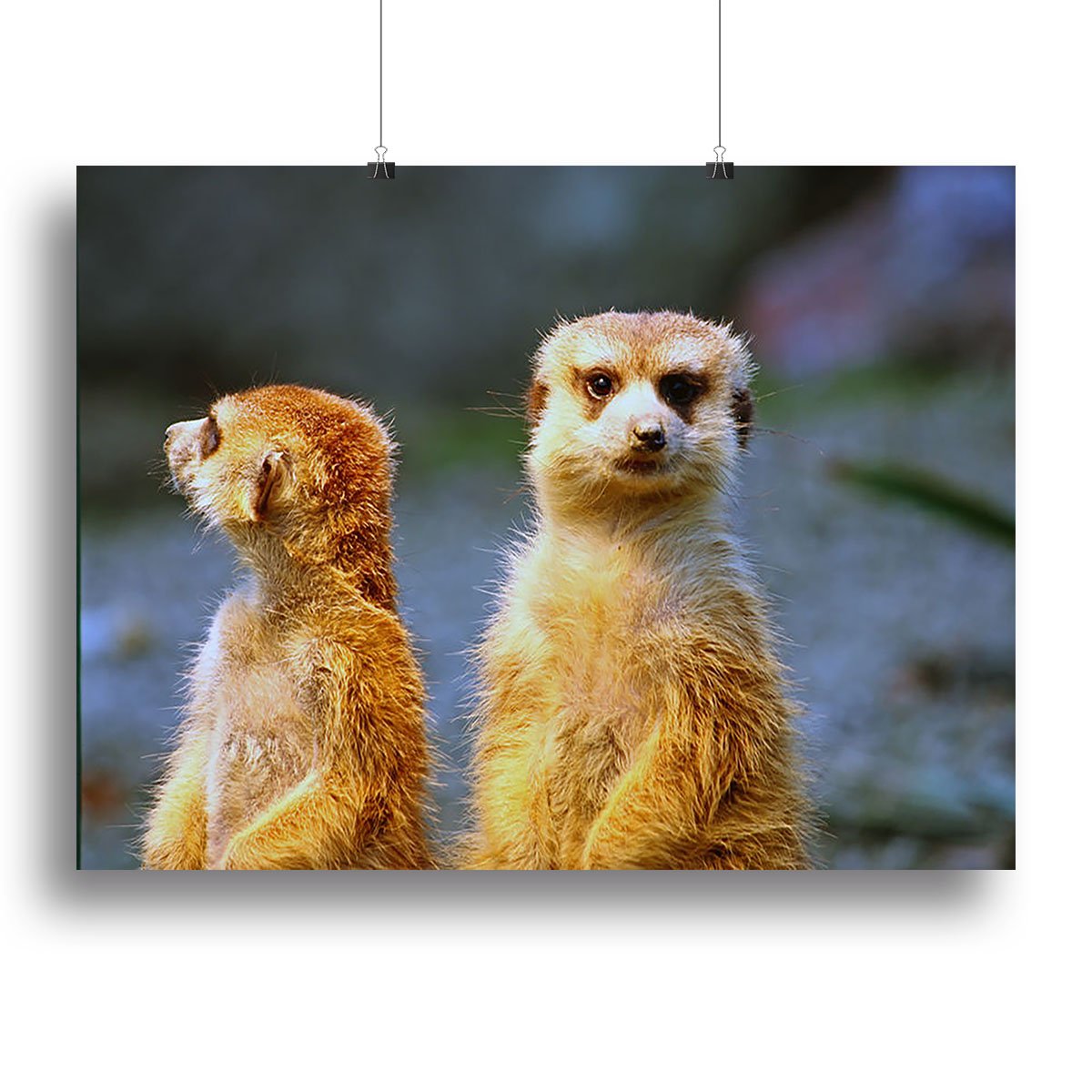 Two meerkats watching over their family in zoo Canvas Print or Poster