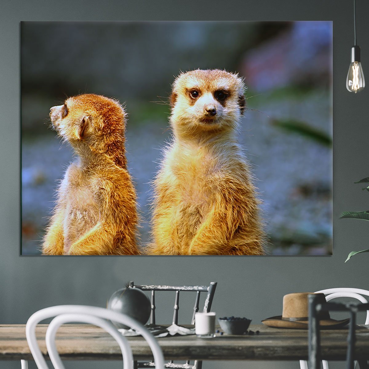 Two meerkats watching over their family in zoo Canvas Print or Poster