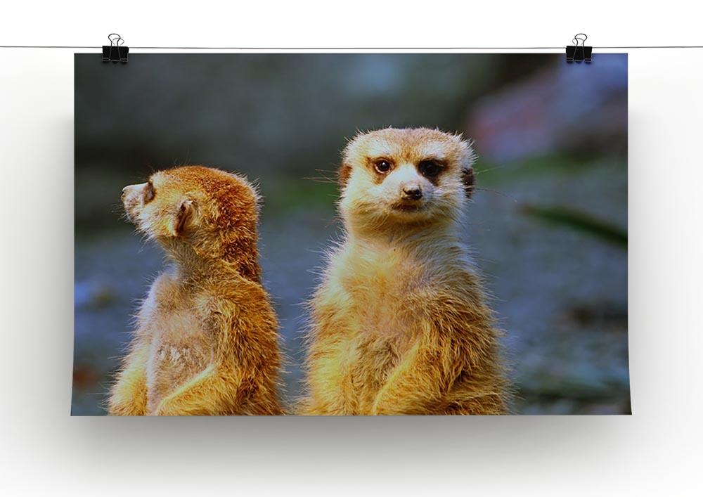 Two meerkats watching over their family in zoo Canvas Print or Poster - Canvas Art Rocks - 2