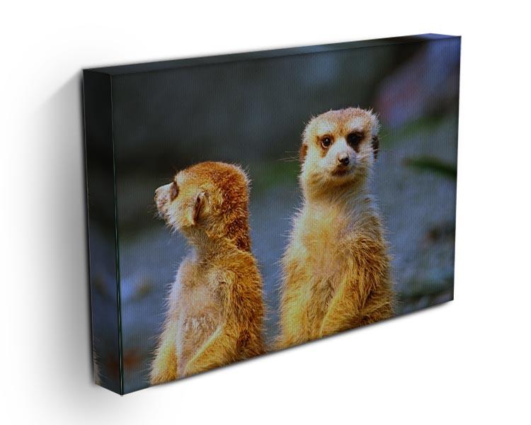 Two meerkats watching over their family in zoo Canvas Print or Poster - Canvas Art Rocks - 3