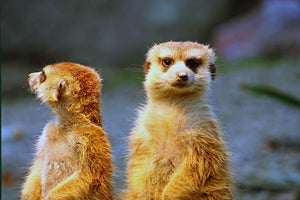 Two meerkats watching over their family in zoo Wall Mural Wallpaper - Canvas Art Rocks - 1