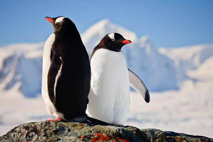 Two penguins dreaming sitting on a rock Wall Mural Wallpaper