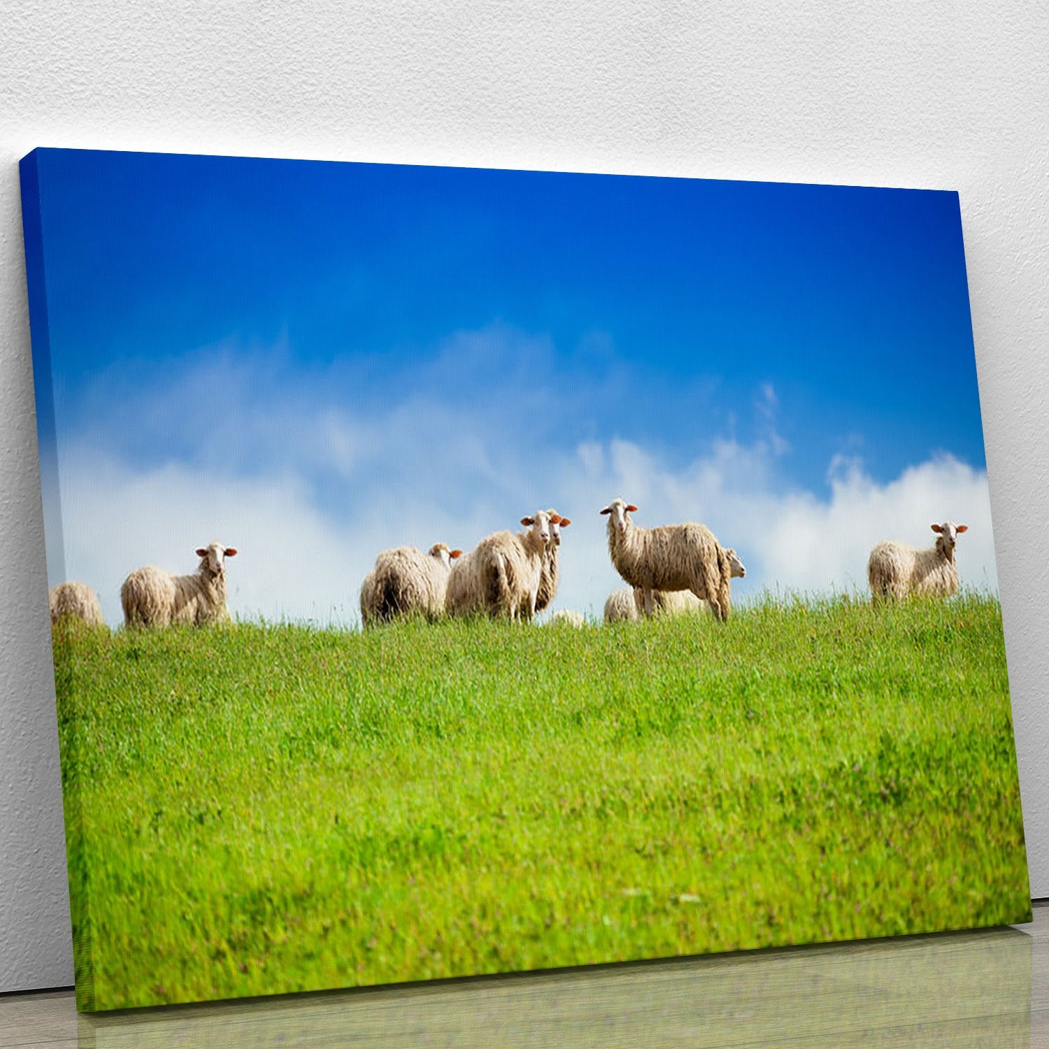 Two sheep looking at camera standing in herd Canvas Print or Poster
