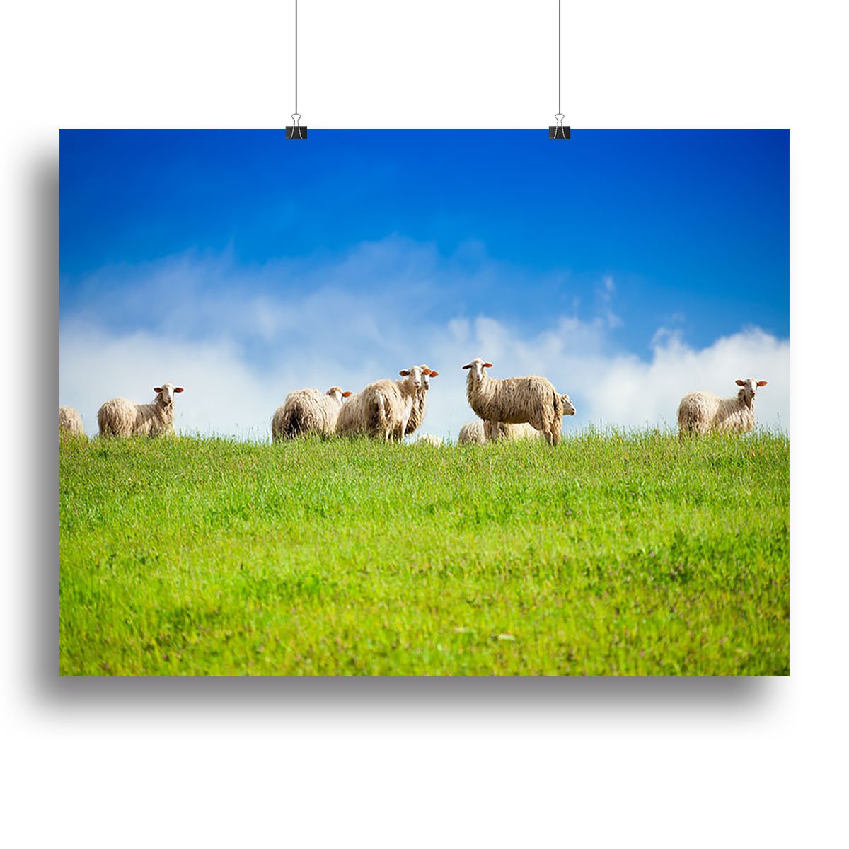 Two sheep looking at camera standing in herd Canvas Print or Poster