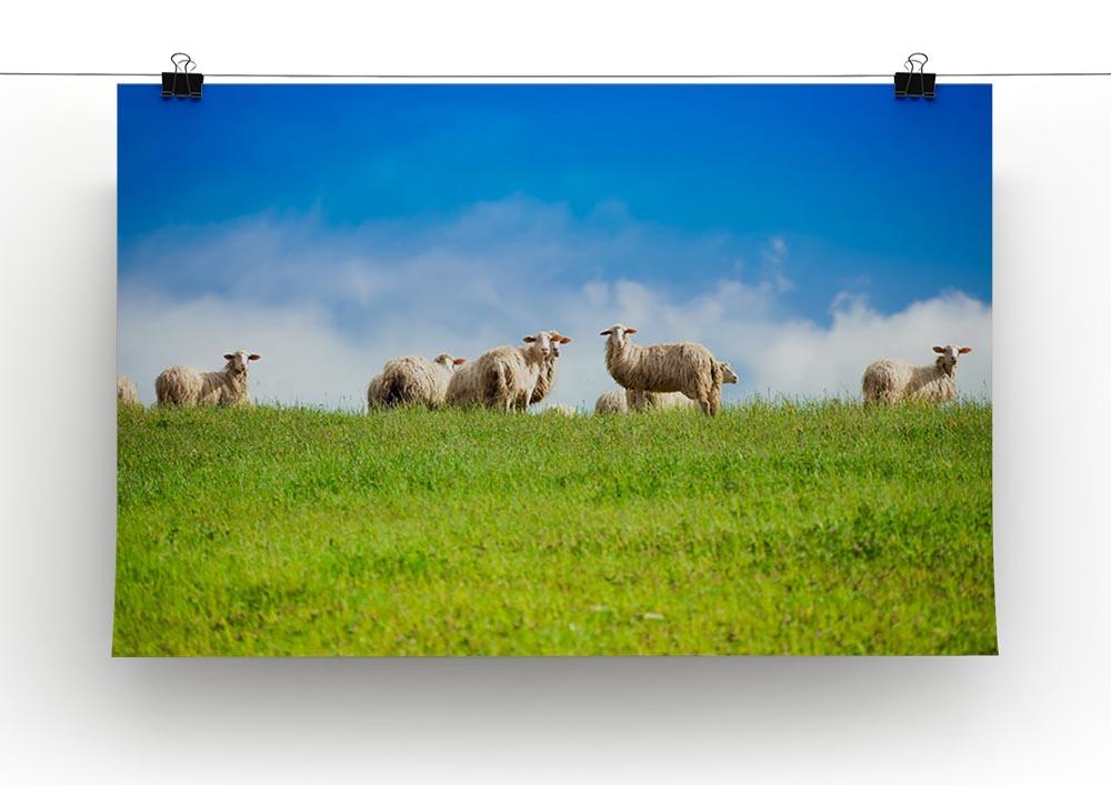 Two sheep looking at camera standing in herd Canvas Print or Poster - Canvas Art Rocks - 2