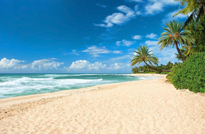 Untouched sandy beach with palms trees Wall Mural Wallpaper