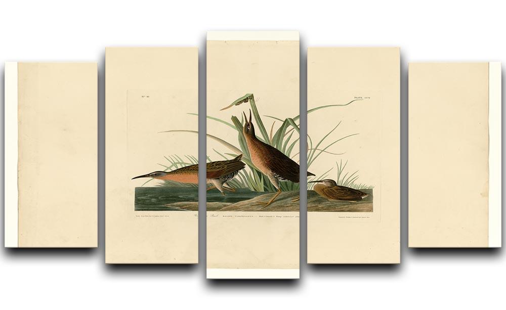 Virginia Rail by Audubon 5 Split Panel Canvas - Canvas Art Rocks - 1