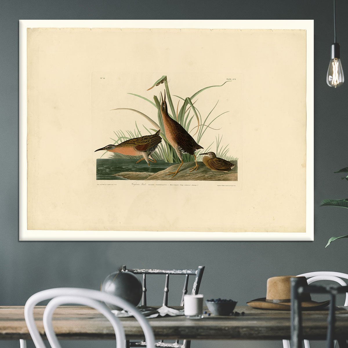 Virginia Rail by Audubon Canvas Print or Poster
