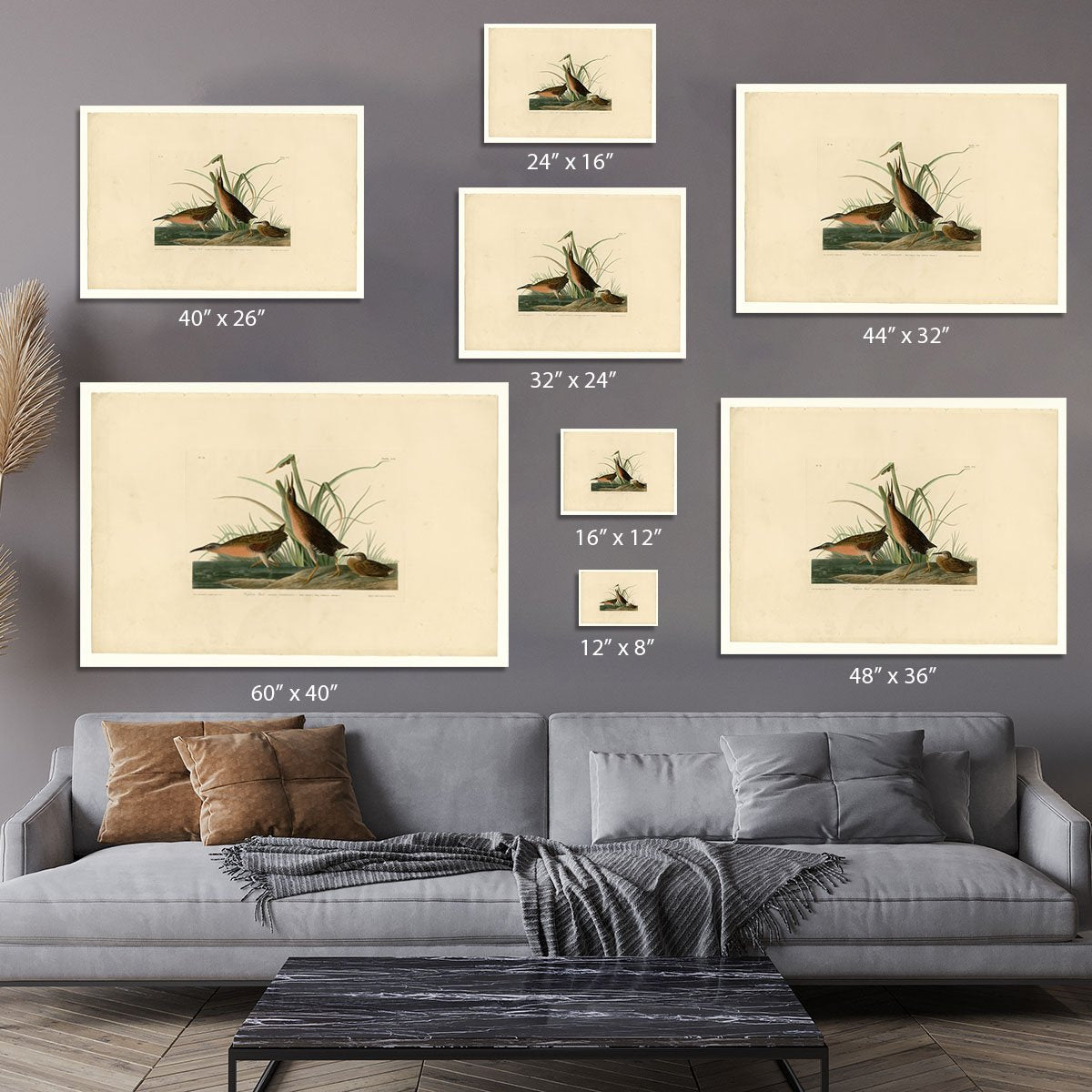 Virginia Rail by Audubon Canvas Print or Poster