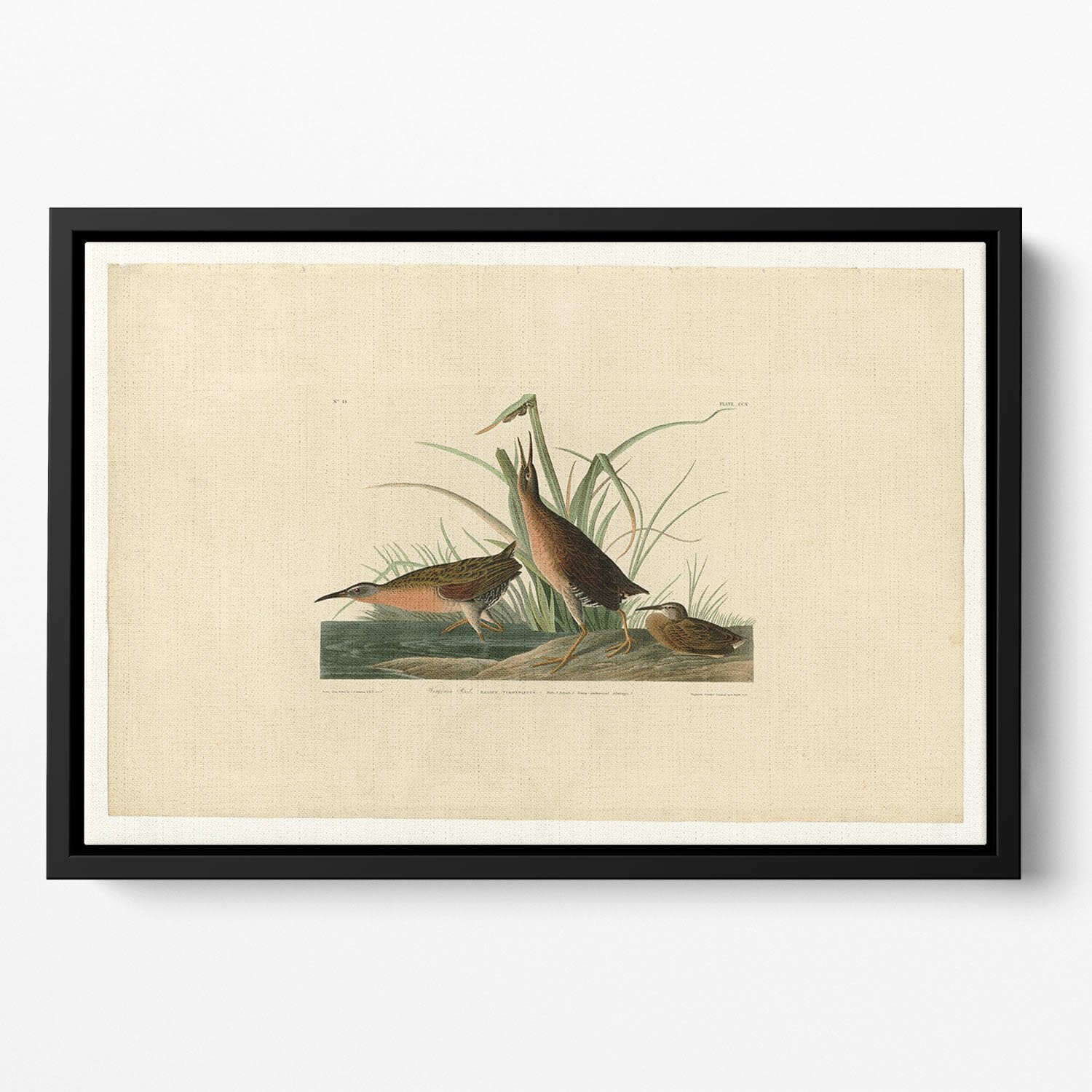Virginia Rail by Audubon Floating Framed Canvas