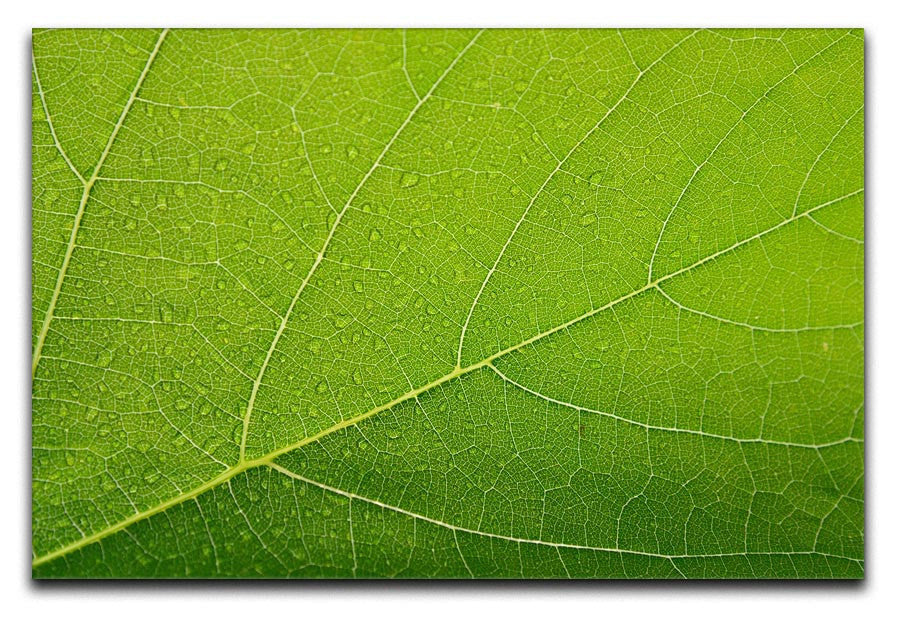 Detailed Wet Leaf Print - Canvas Art Rocks - 1