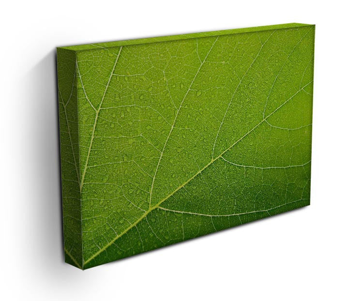 Detailed Wet Leaf Print - Canvas Art Rocks - 3