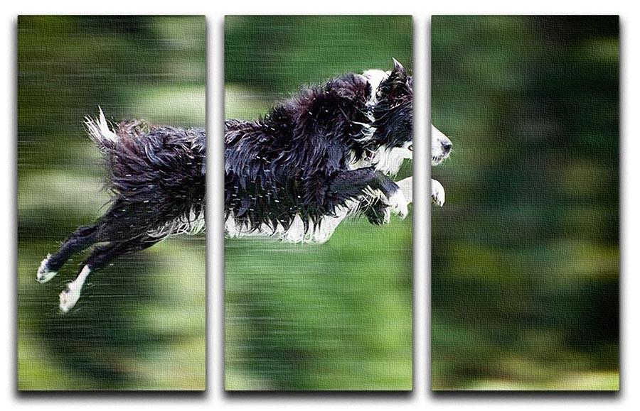 Wet border collie dog in midair 3 Split Panel Canvas Print - Canvas Art Rocks - 1