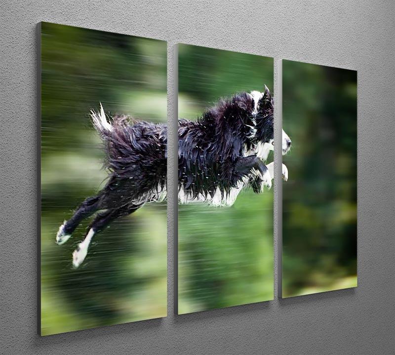 Wet border collie dog in midair 3 Split Panel Canvas Print - Canvas Art Rocks - 2
