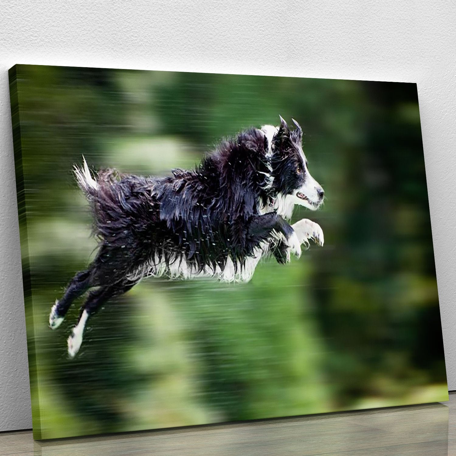 Wet border collie dog in midair Canvas Print or Poster