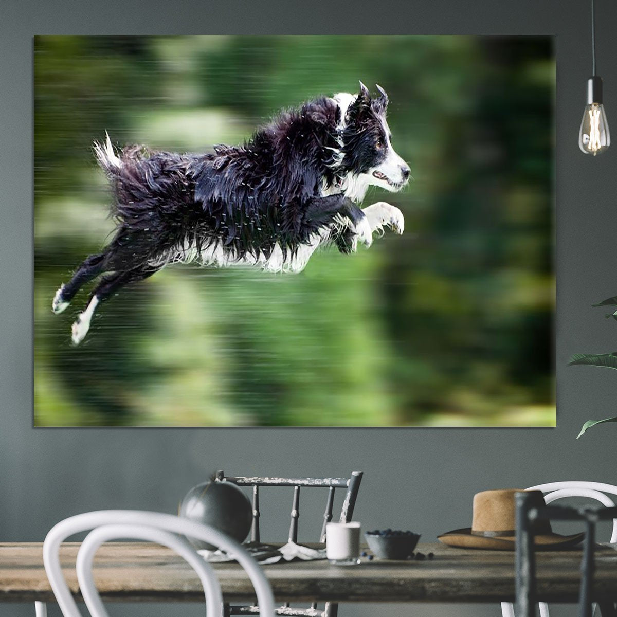 Wet border collie dog in midair Canvas Print or Poster