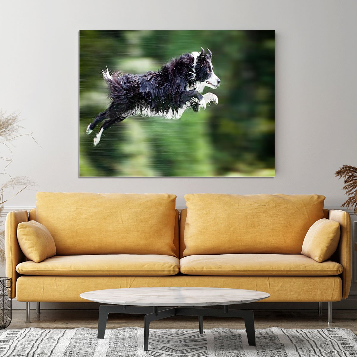 Wet border collie dog in midair Canvas Print or Poster