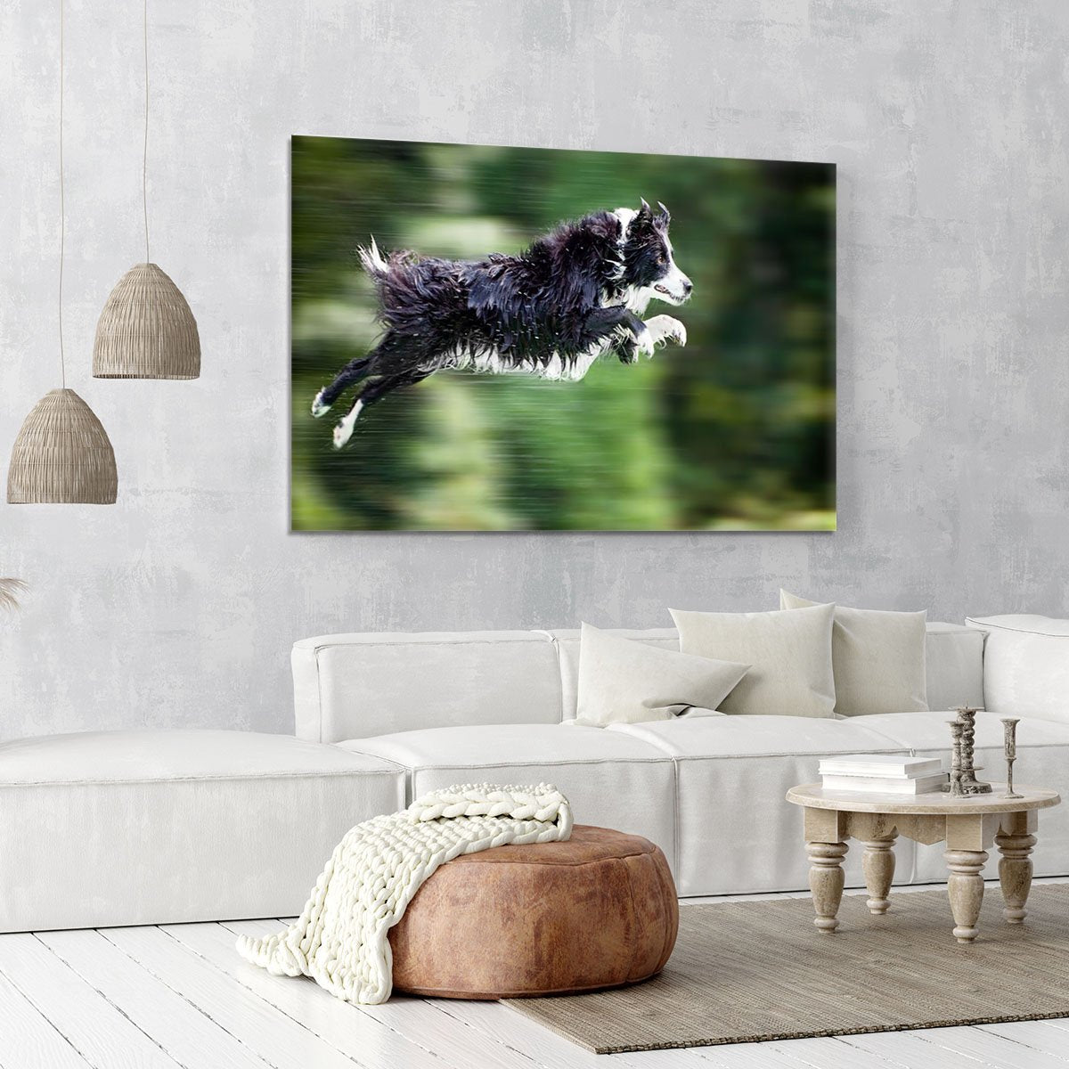 Wet border collie dog in midair Canvas Print or Poster