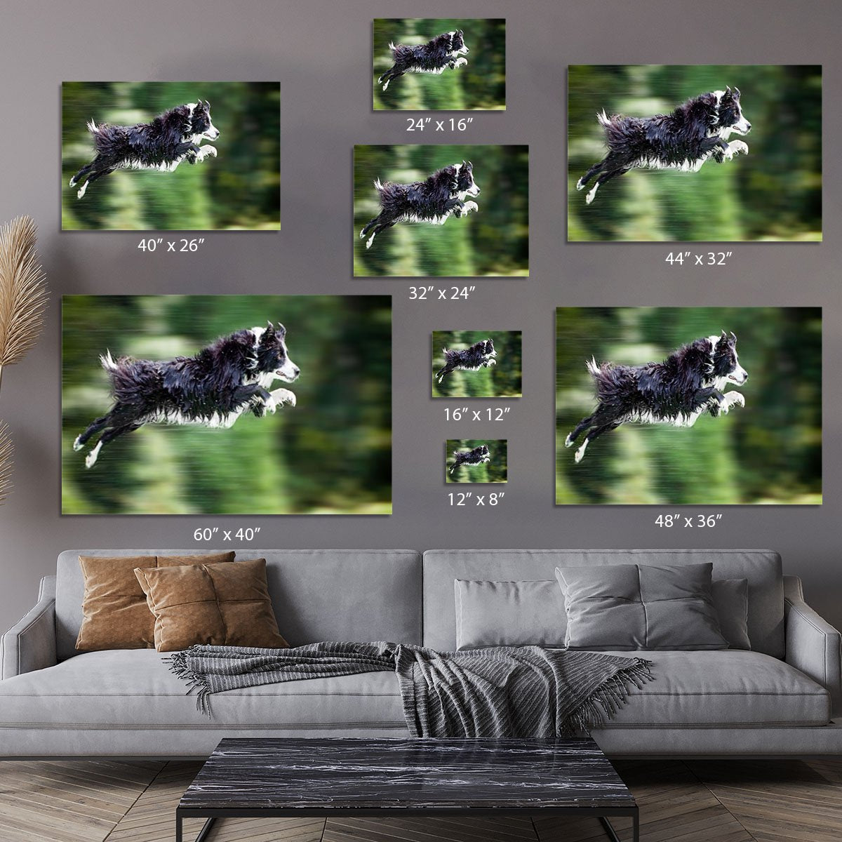 Wet border collie dog in midair Canvas Print or Poster