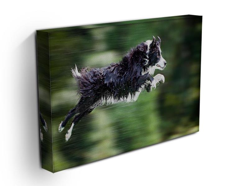 Wet border collie dog in midair Canvas Print or Poster - Canvas Art Rocks - 3