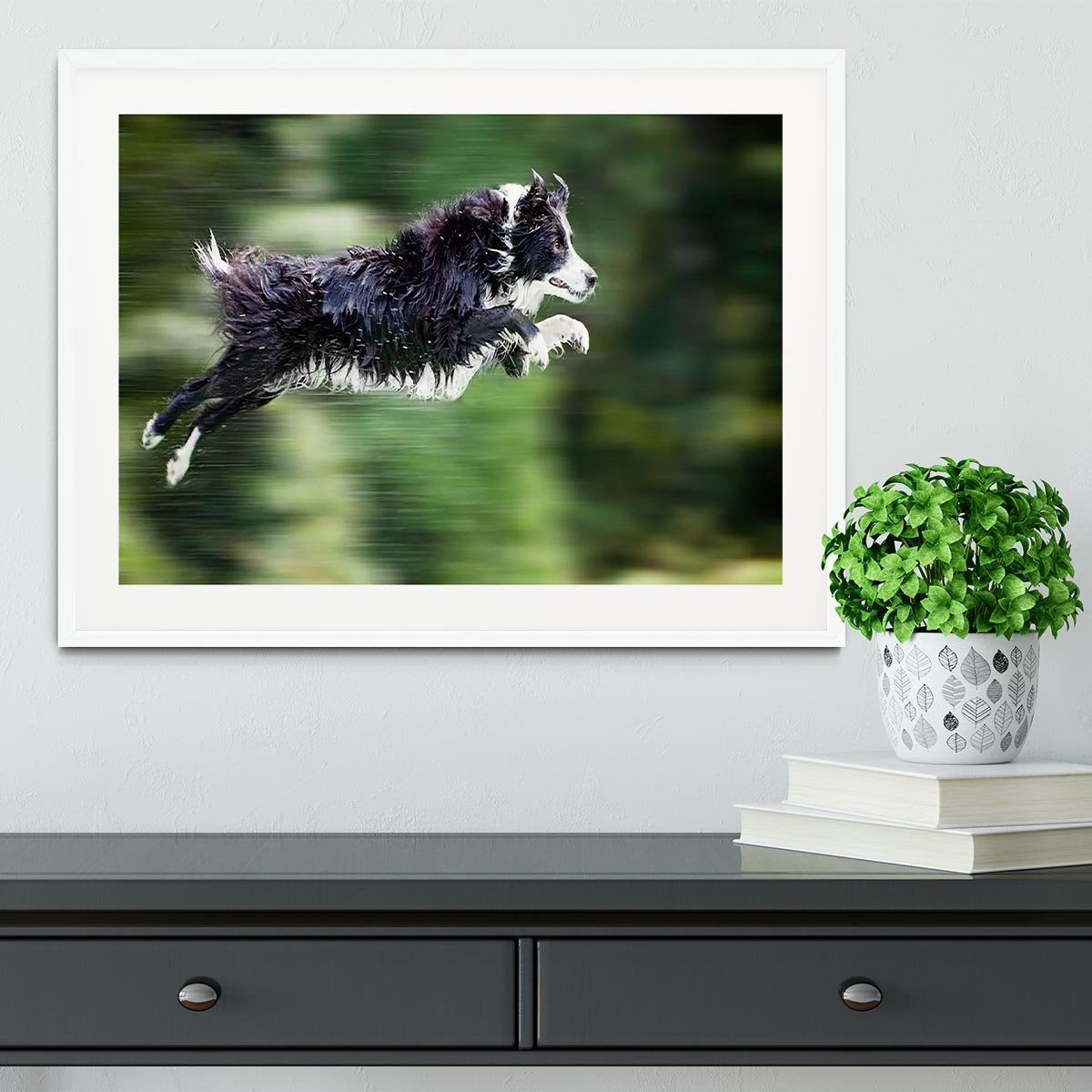 Wet border collie dog in midair Framed Print - Canvas Art Rocks - 5