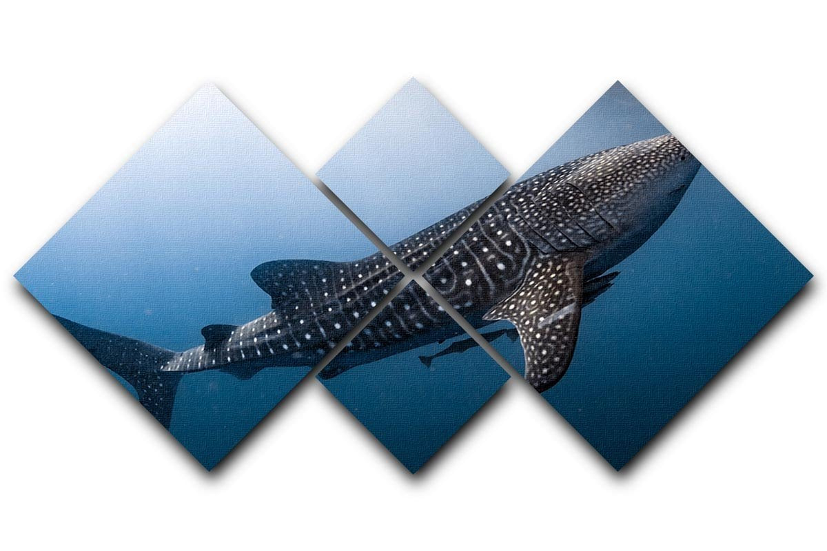 Whale Shark very near 4 Square Multi Panel Canvas  - Canvas Art Rocks - 1