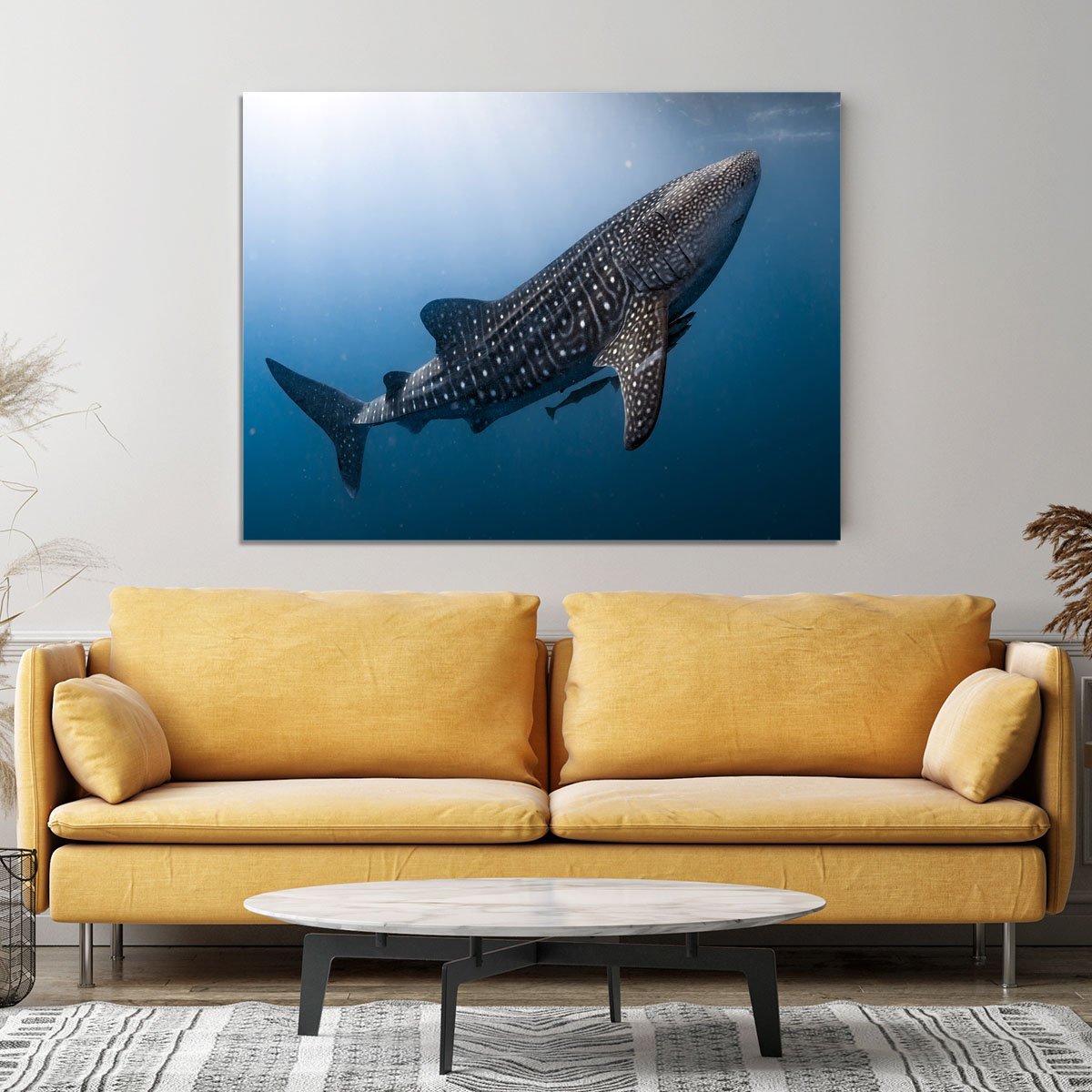 Whale Shark very near Canvas Print or Poster