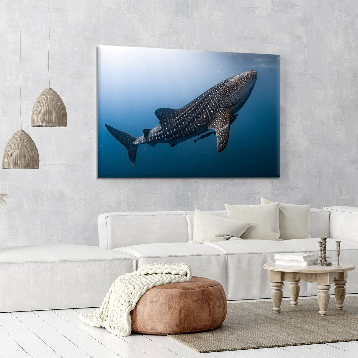 Whale Shark very near Canvas Print or Poster