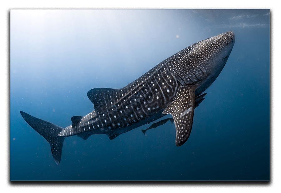 Whale Shark very near Canvas Print or Poster  - Canvas Art Rocks - 1