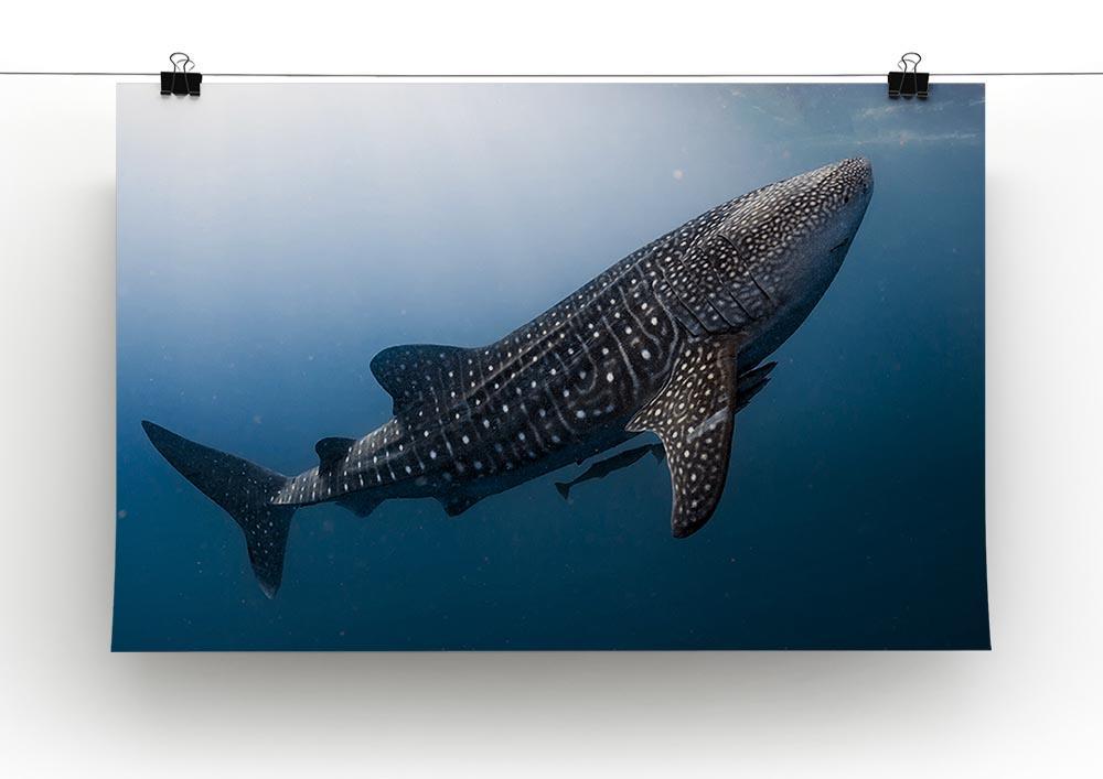 Whale Shark very near Canvas Print or Poster - Canvas Art Rocks - 2