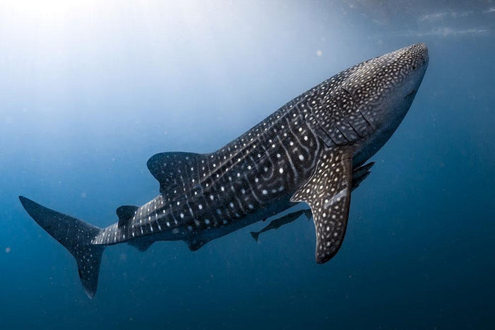 Whale Shark very near Wall Mural Wallpaper