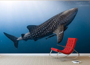 Whale Shark very near Wall Mural Wallpaper - Canvas Art Rocks - 3