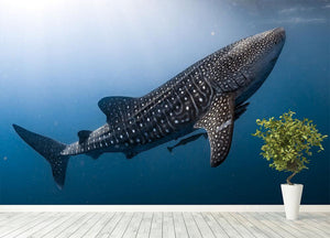 Whale Shark very near Wall Mural Wallpaper - Canvas Art Rocks - 4