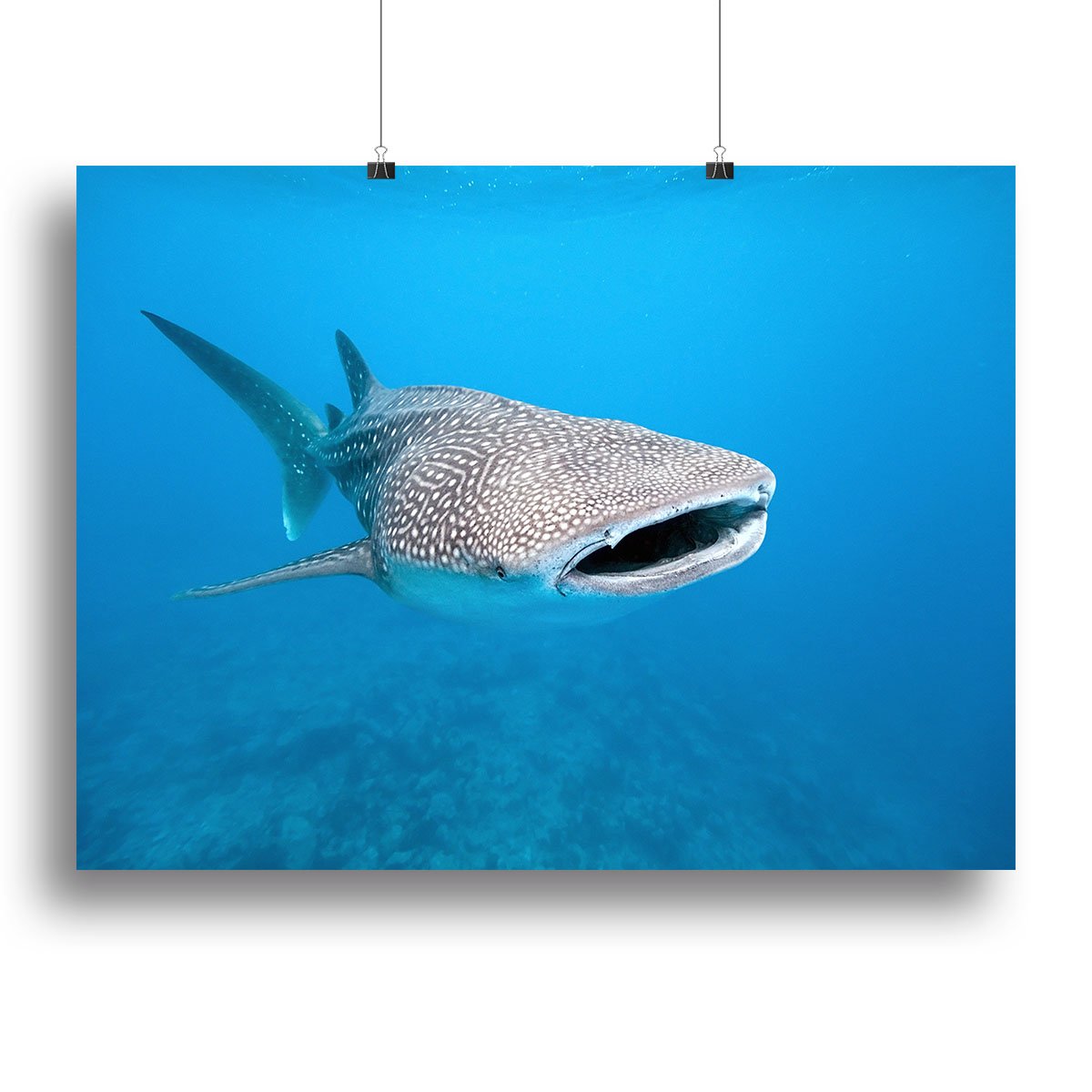 Whale Shark Canvas Print or Poster