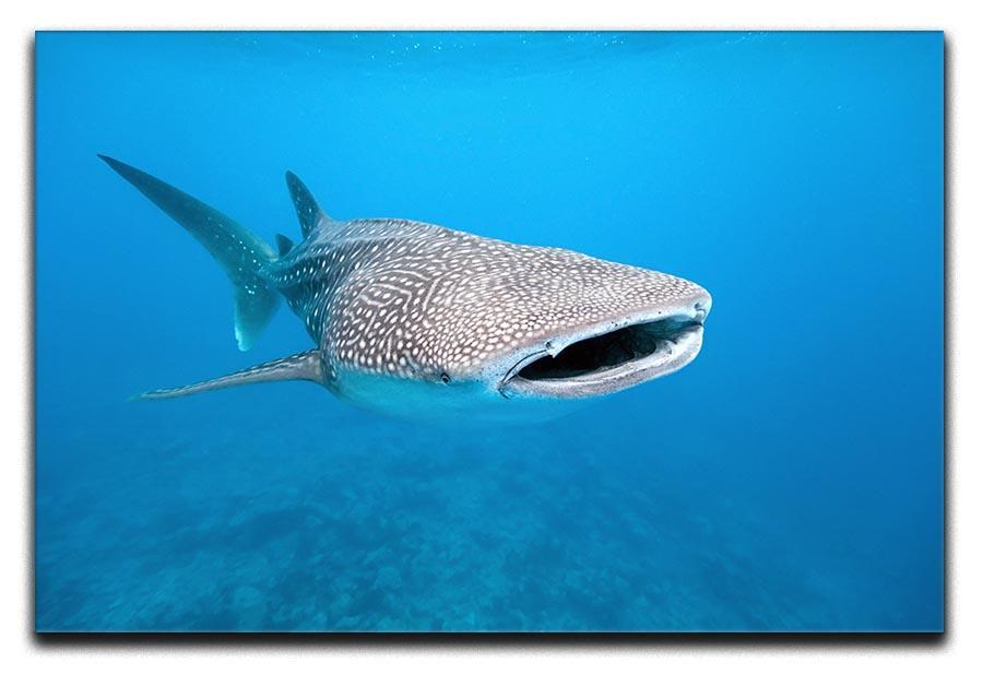 Whale shark Canvas Print or Poster  - Canvas Art Rocks - 1