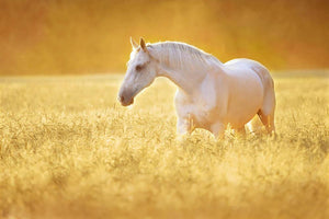 White Orlov trotter horse in rye Wall Mural Wallpaper - Canvas Art Rocks - 1