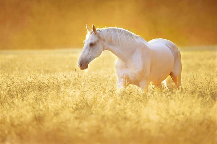 White Orlov trotter horse in rye Wall Mural Wallpaper