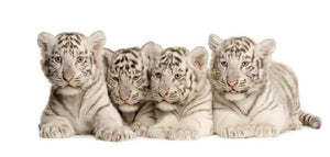 White Tiger cubs 2 months Wall Mural Wallpaper - Canvas Art Rocks - 1