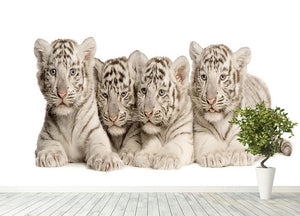 White Tiger cubs 2 months Wall Mural Wallpaper - Canvas Art Rocks - 4