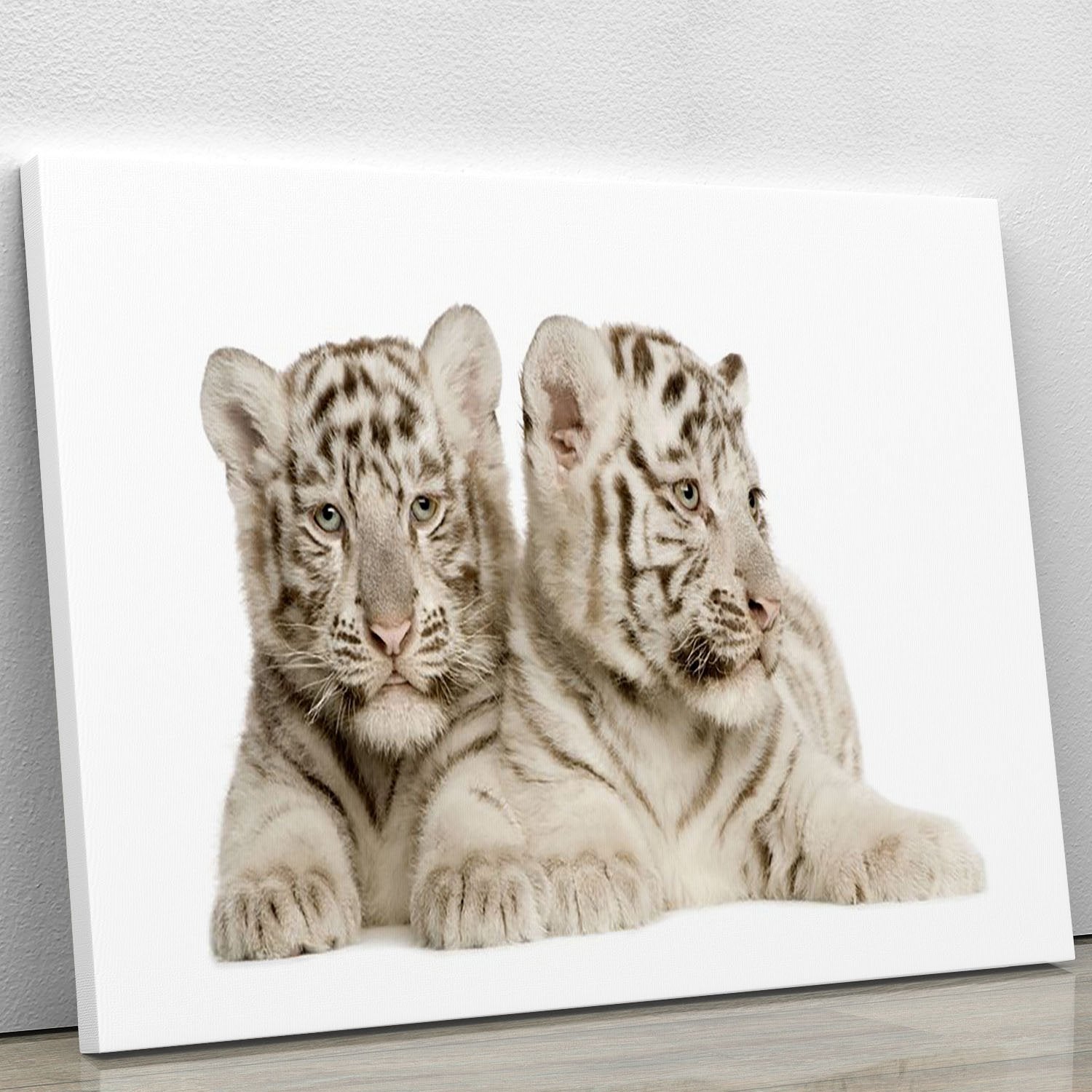 White Tiger cubs Canvas Print or Poster