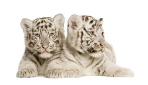 White Tiger cubs Wall Mural Wallpaper - Canvas Art Rocks - 1